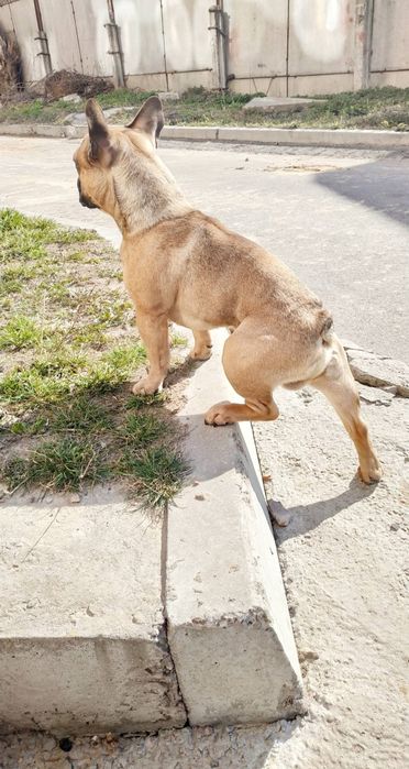 Французский бульдог приглашает на вязку