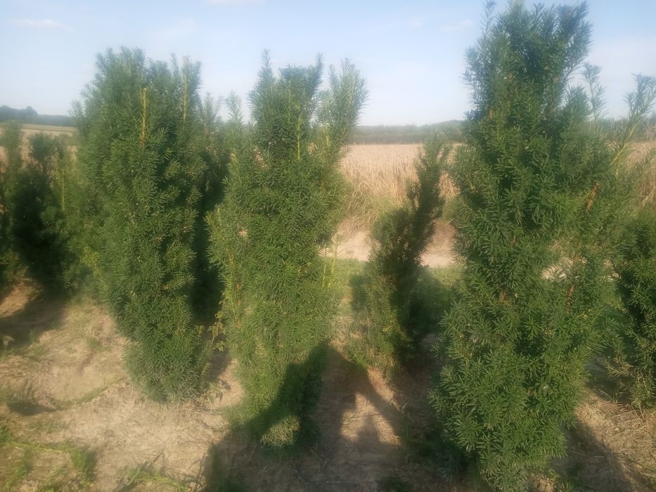 Cis na żywopłot "HICKSII" cm_grube 80-100cm