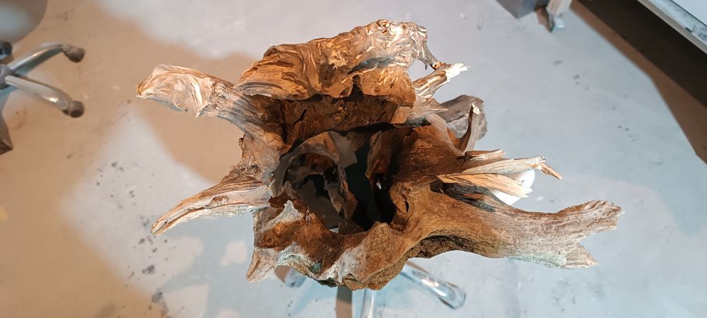 Korzeń XXL 115 cm!