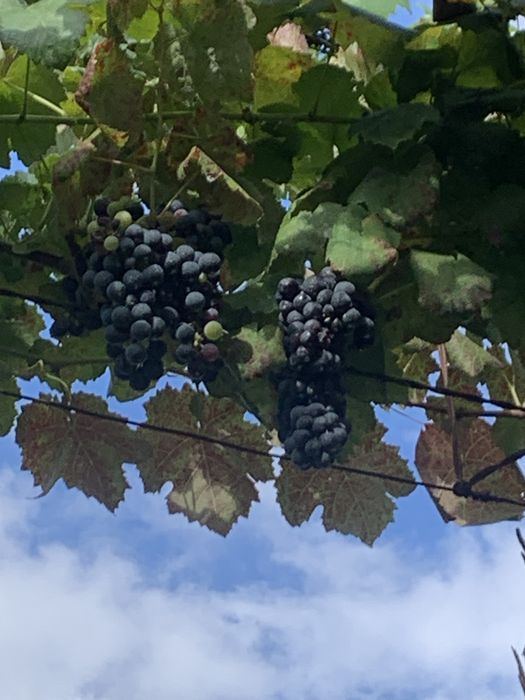 Uvas vinhao para fazer vinho
