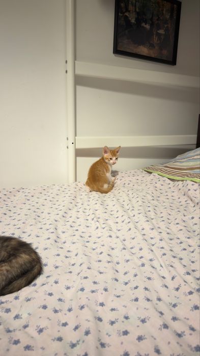 Gatos para adoção
