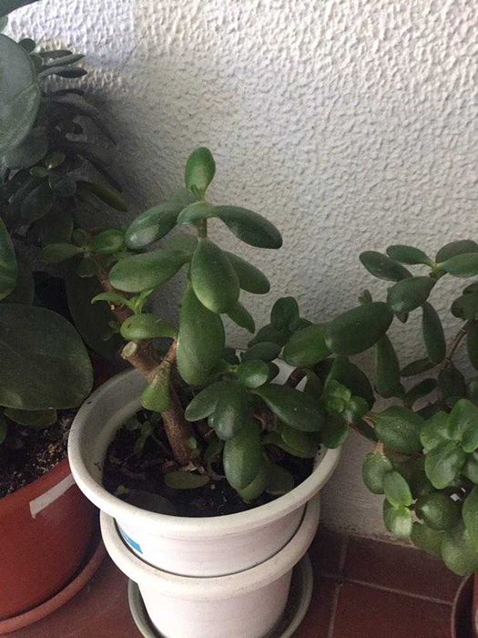 Novas plantas variadas