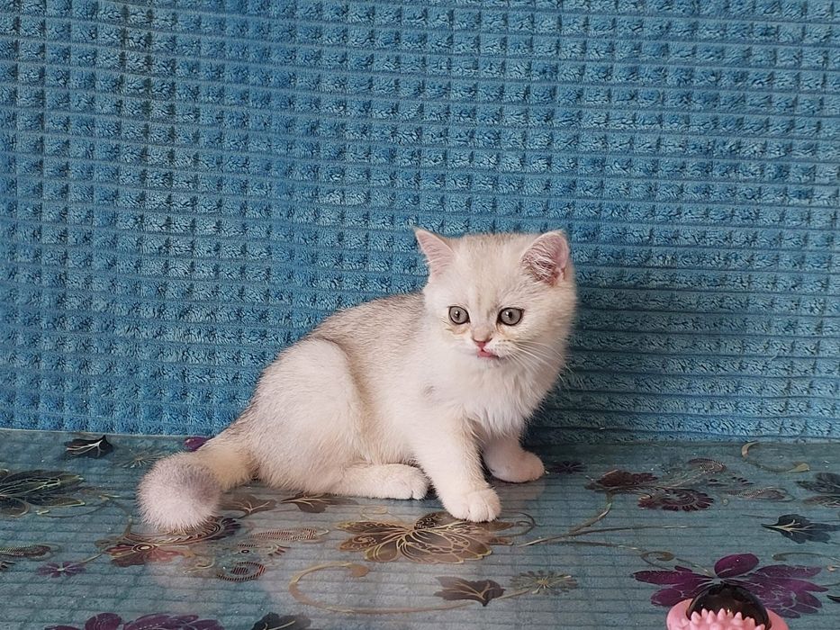 Срібна шиншилла кошенята