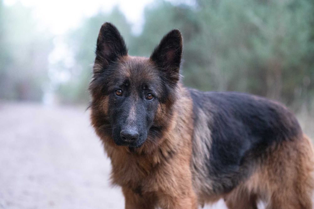 Campabella: owczarkowa piękność