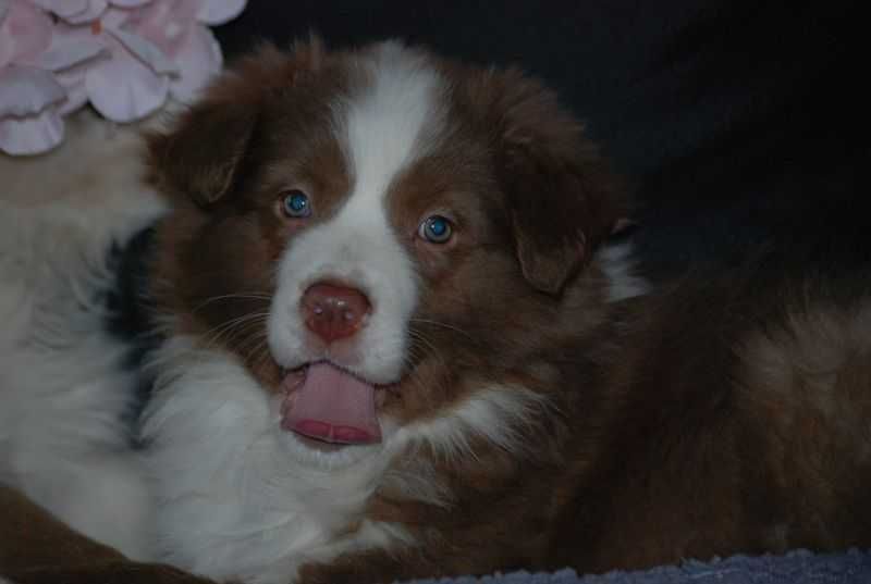 Suczka Border Collie / czekoladowo -biała