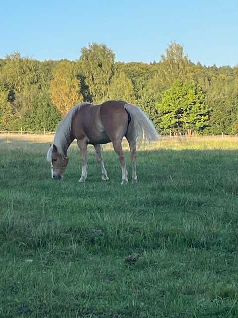 Klacz 4 lata haflinger