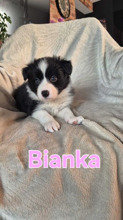 Border collie czarno białe