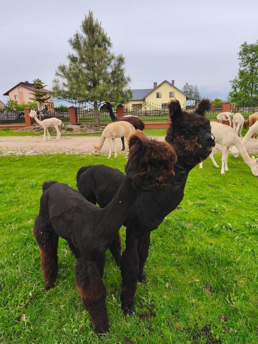 Alpaki młode samczyki ,samice Huacaya