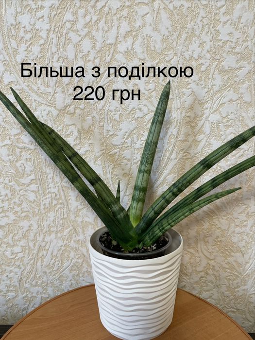 Сансевієрія Бонселенсіс