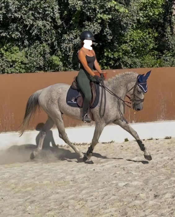 Cavalo com 9 anos a saltar