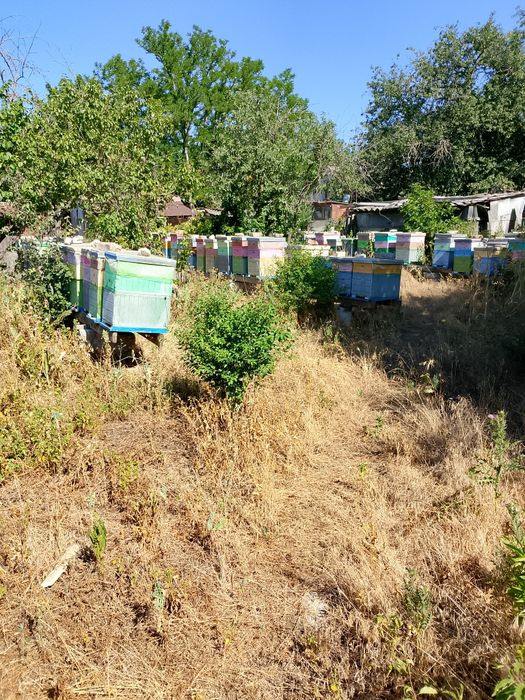 Продам бджолопакети