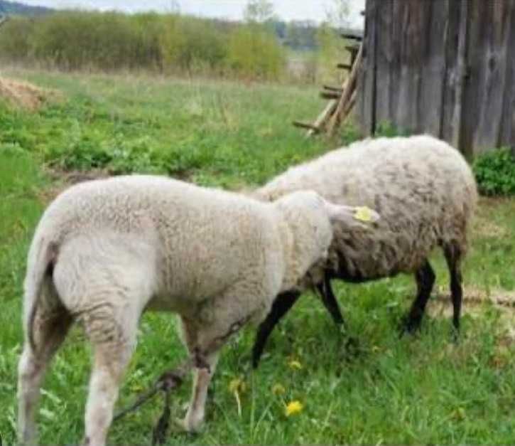 Закарпатські прості баранчики, вівці, ягнята продам до року