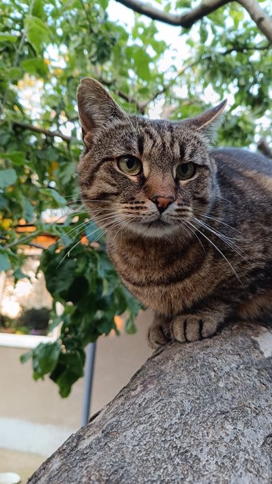 Шикарний полосатий кіт в добрі руки