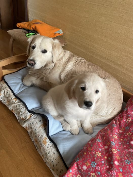 Золотистый ретривер вязка