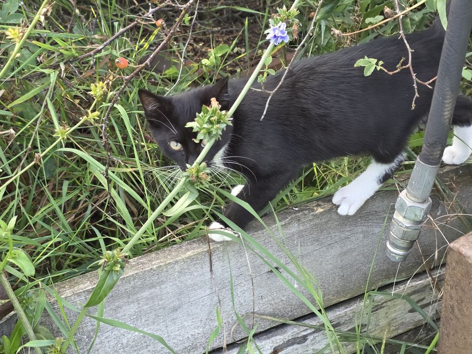 Oddam małe koty za darmo