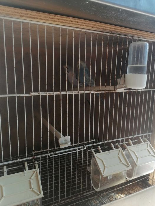 gaiolas/vivieiros para pássaros (criação)