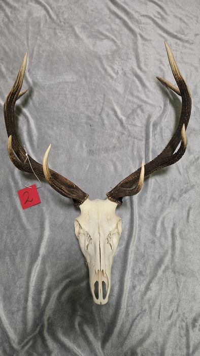 Poroże jelenia, ósmak. Trofeum myśliwskie.