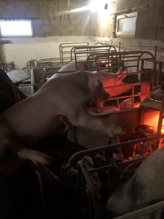 Продам Поросят трехпородок