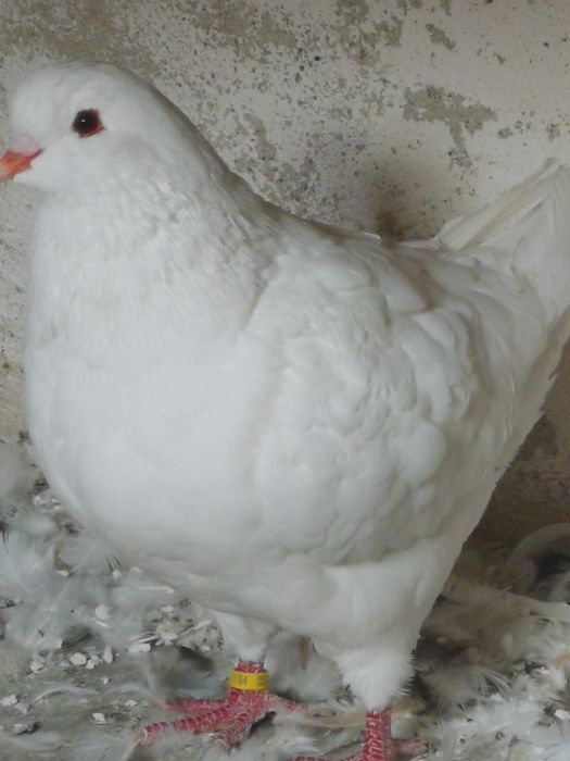 Pombos da raça King