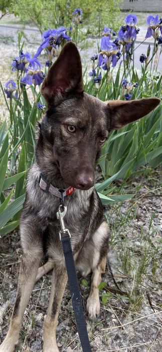 Отдам в хорошие руки