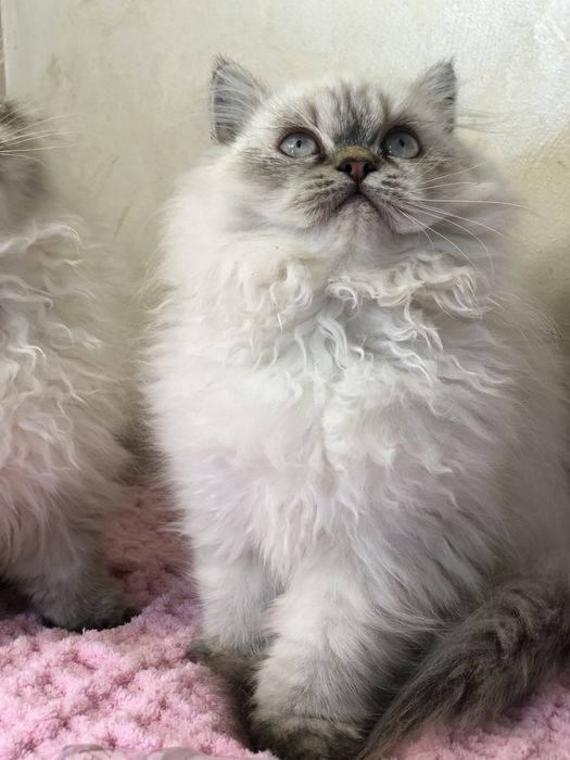 Девочка в шикарной шубе