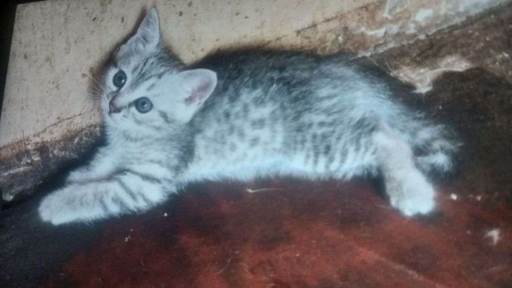 Девочка котенок скоттишь страйт 3 месяца