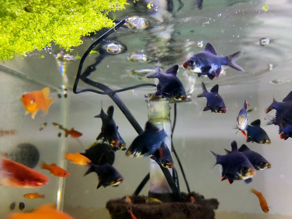 Brzanka  mszysta/sumatrzańska