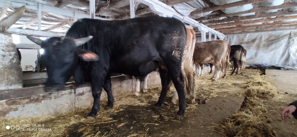 Продам молодого бичка