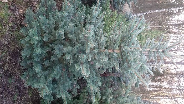 Choinki Bożonarodzeniowe