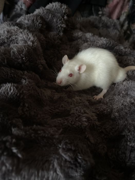 Пацючки в добрі руки