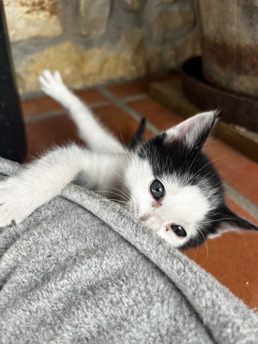 Casal gatinhos mimosos de olhos azuis doar