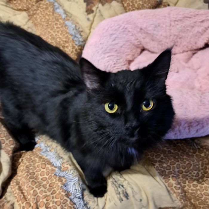 Шикарного черного кота отдам в хорошие руки!!!