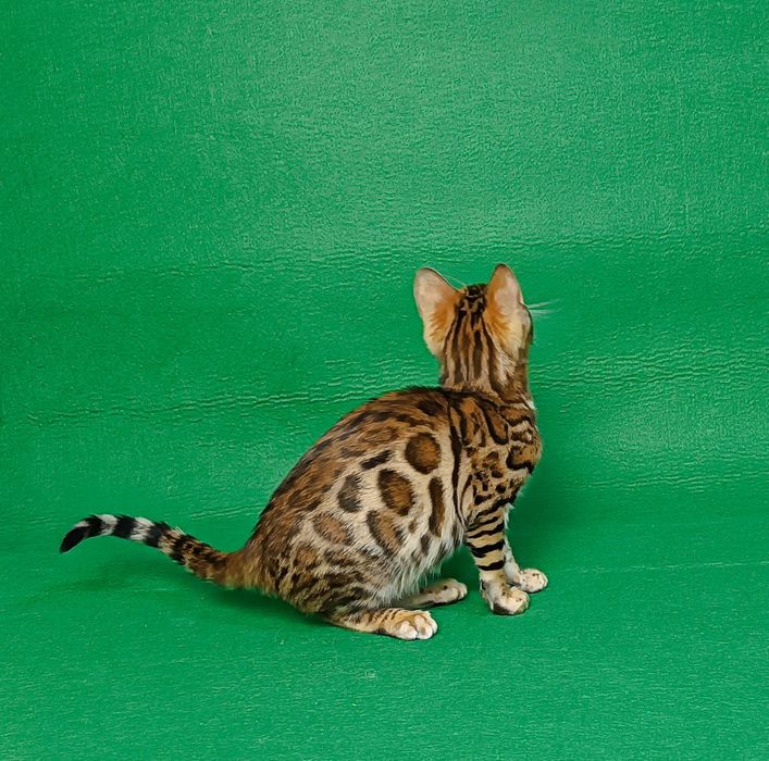 Розкішний хлопчик бенгал