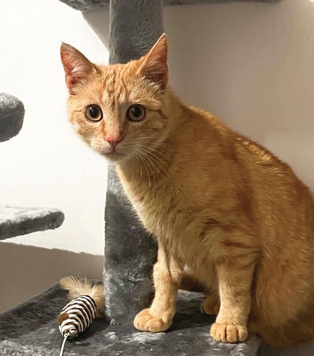 Rozmruczany rudy  8 miesięczny kotek do adopcji