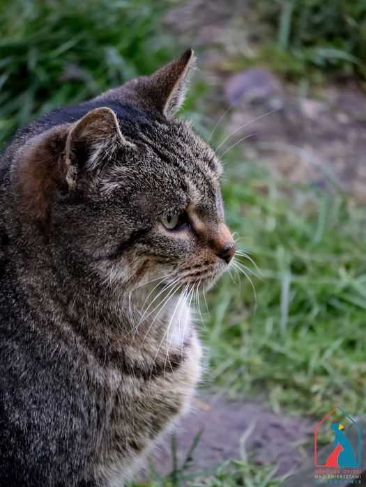 Dorcia 401/23 - SZUKA DOMU!