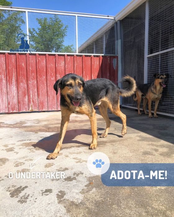 Undertacker - cao jovem porte grande