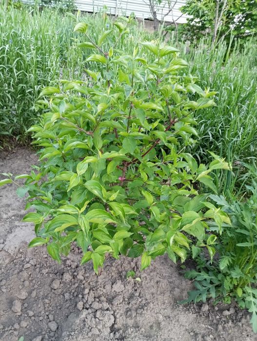 Продам саженцы кизила.