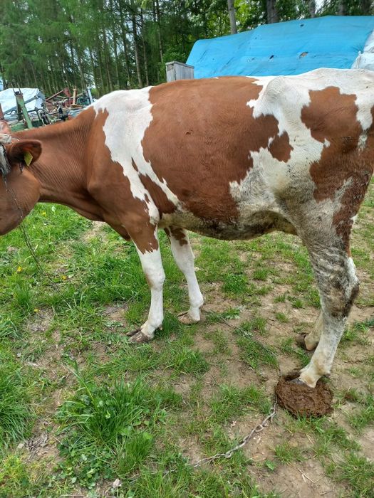 Młoda krowa  po wycieleniu