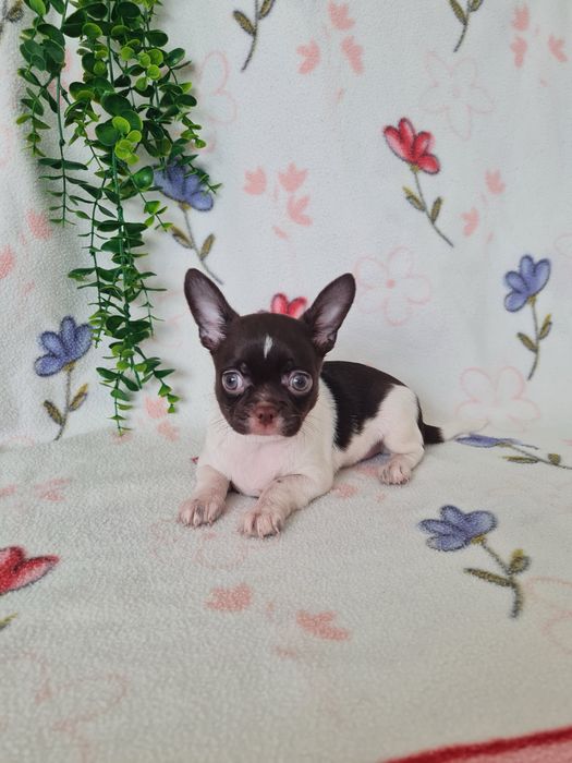 Excecional mini menina Chihuahua/Chiuaua.LinhagemRussa,Qualidade