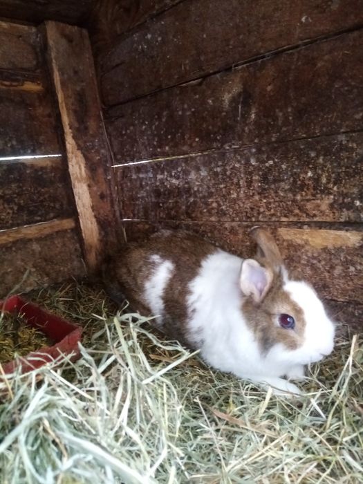 Króliki miniaturki młode