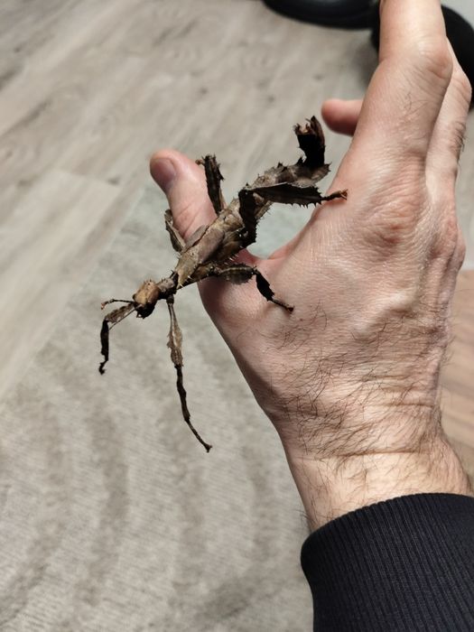 Straszyk australijski