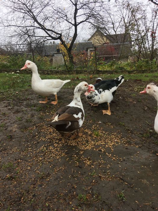 Качечка з каченятами, шипуни