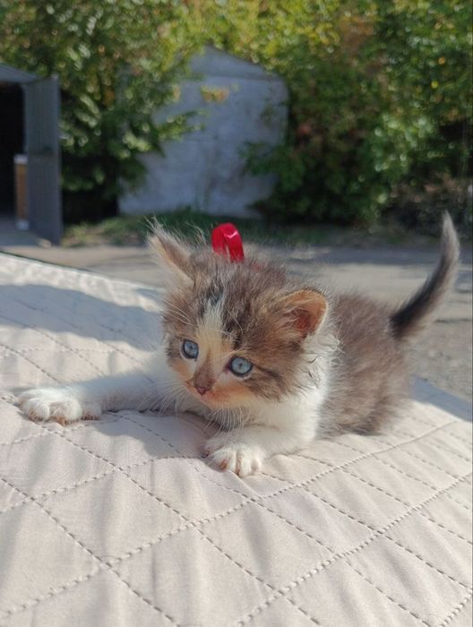 Котята в добрые руки!
