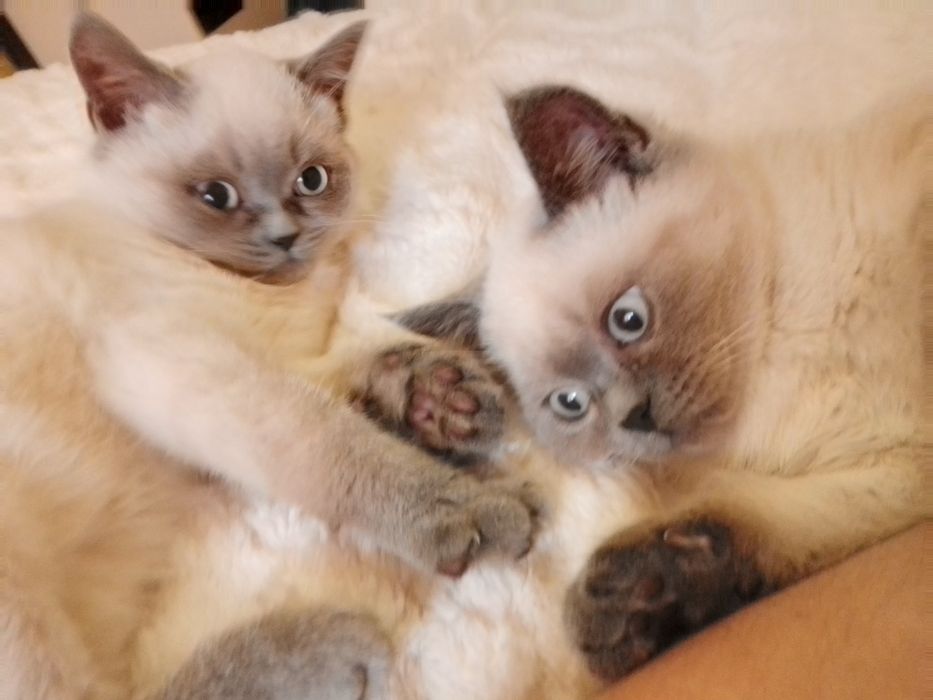 Кошенята Під Ялинку