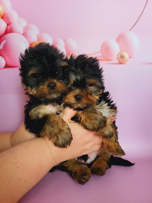 Супер мини йорки