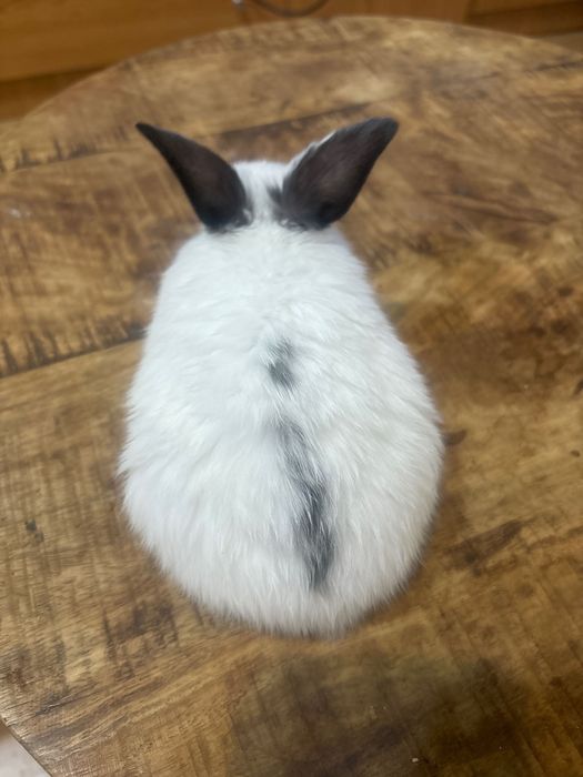 Coelho anão bebé muito fofo lindo