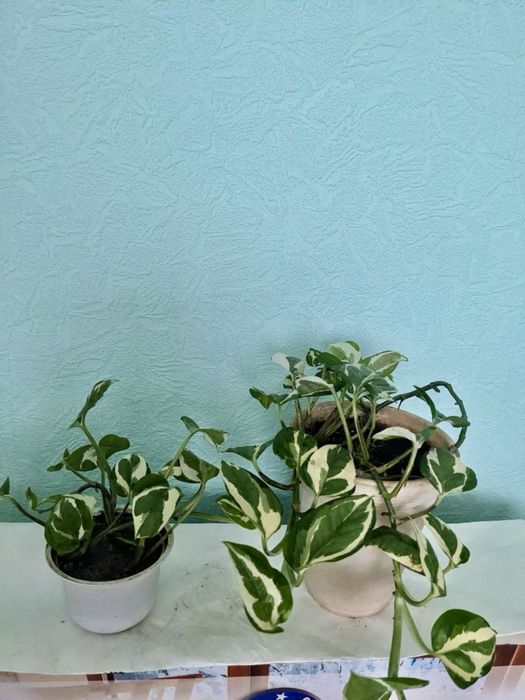 Епіпремнум, сциндапсус