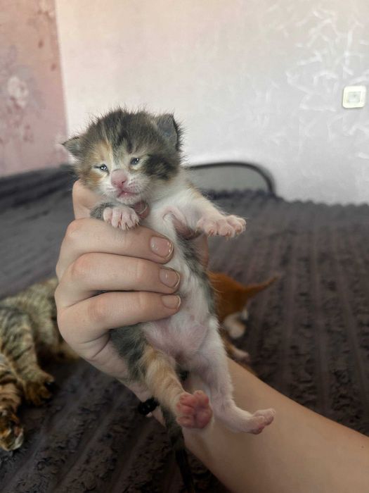 Кошеня . віддам кошеня