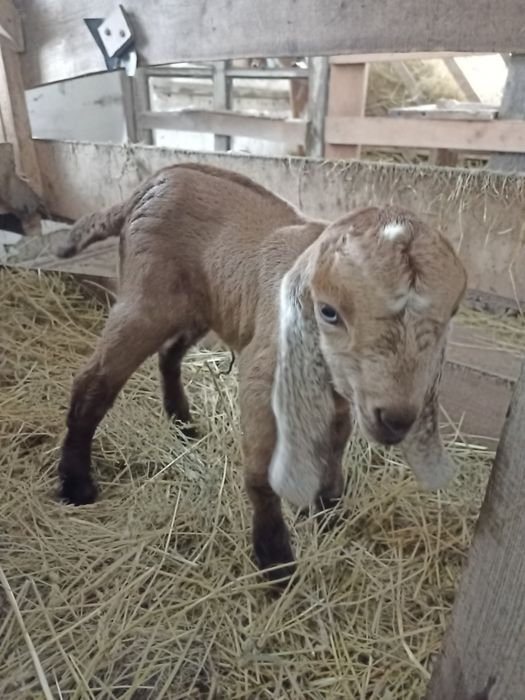 Продам нубо- камори 40 %