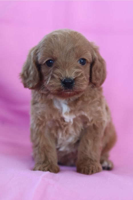 Cavapoo F2B suczka
